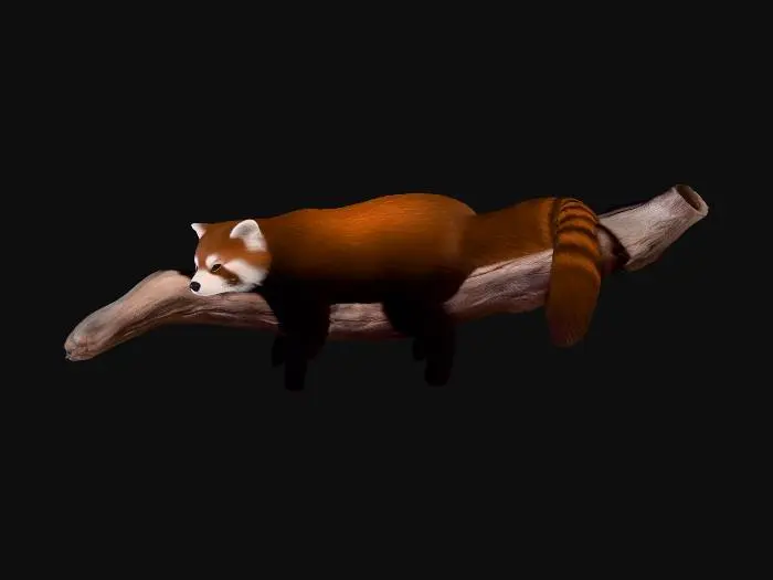3D model for Red Panda Resting on a Snowy Branch