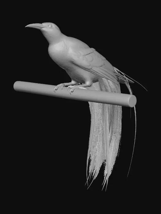 3D model for paradiesvogel