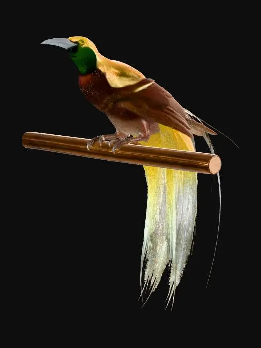 3D model for paradiesvogel