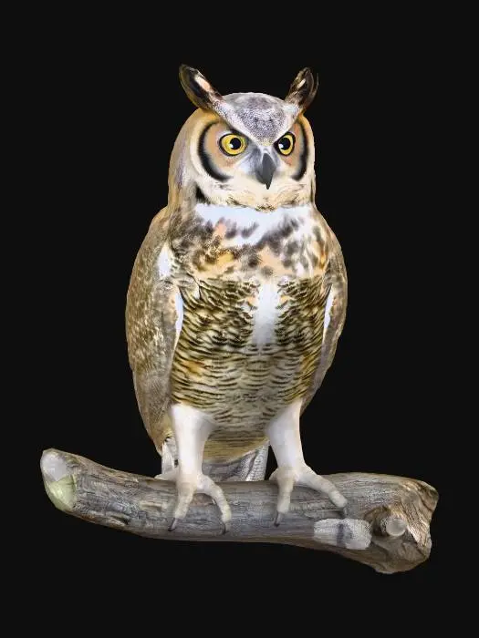 3D model for Owl on a Branch