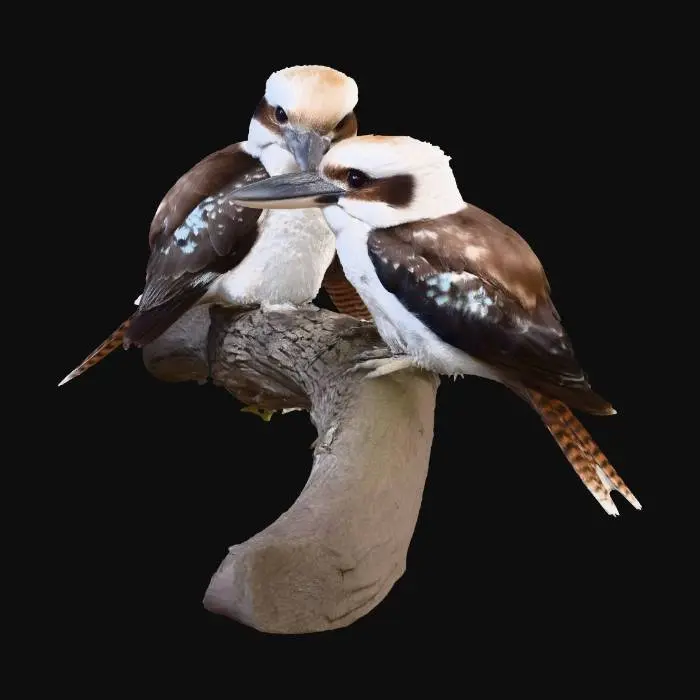 3D model for Two Laughing Kookaburras