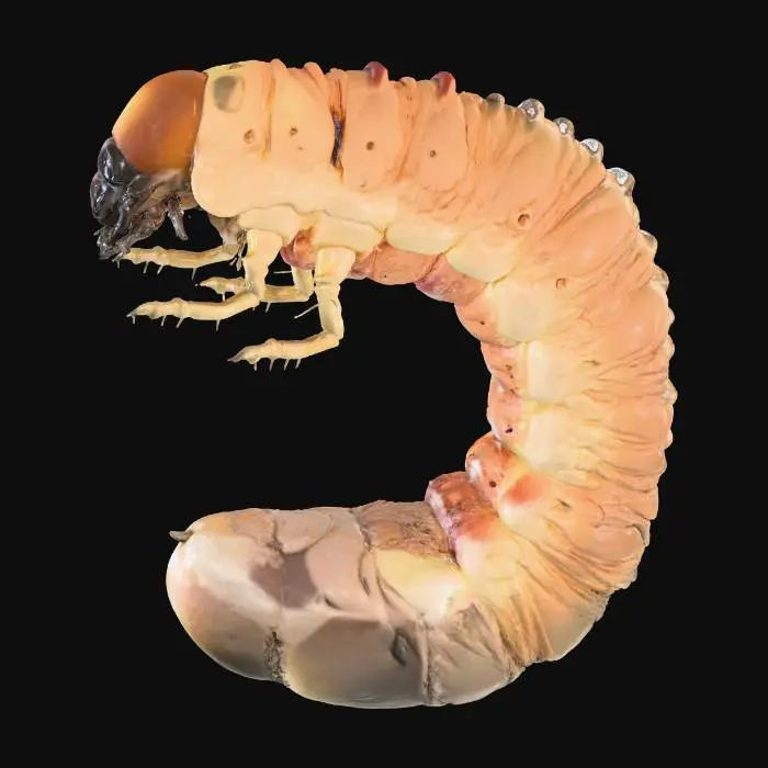 3D model for Larva Close-Up, puss filled, gross, giant grub, 4k, fine details,