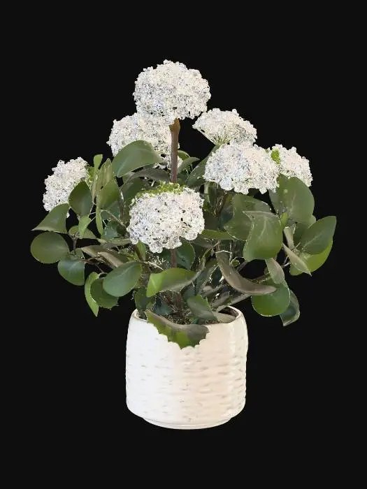3D model for Hydrangea Elegance