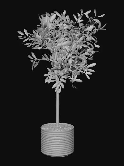 3D model for Potted Olive tree in cream ceramic pot