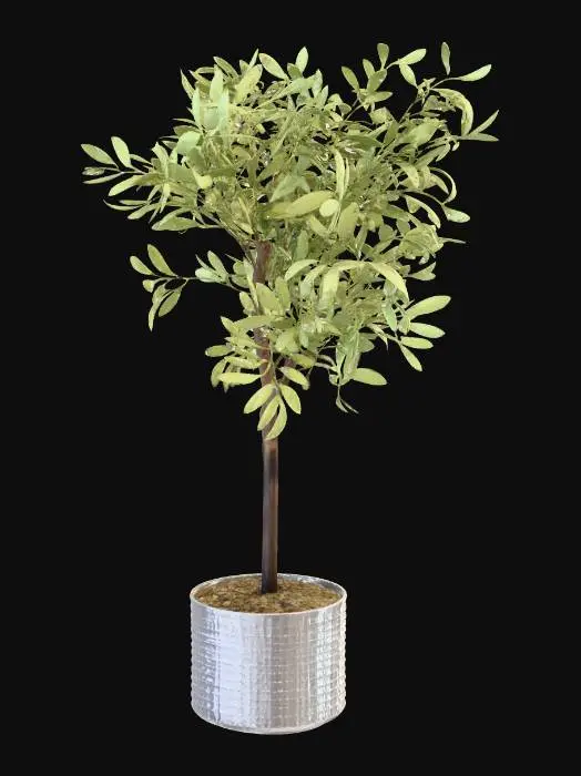 3D model for Potted Olive tree in cream ceramic pot