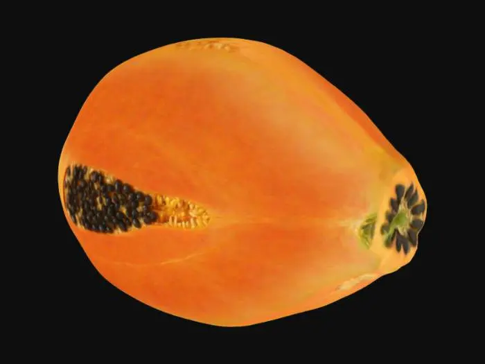 3D model for Papaya, Realista