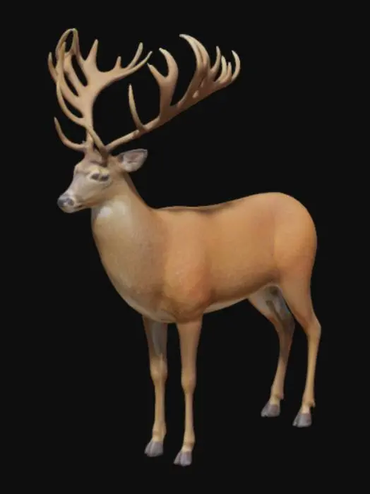 3D model for Deer, Canadian
