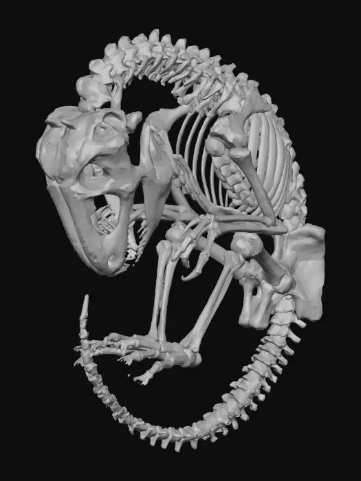 3D model for T-rex fetus