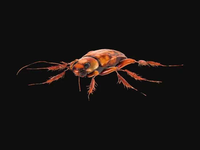 3D model for cockroach