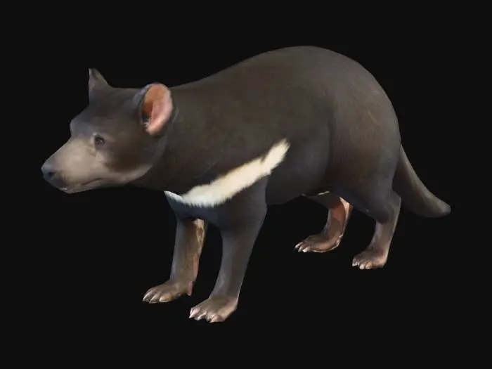 3D model for Tasmanian Devil