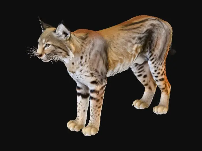 3D model for Lynx v2