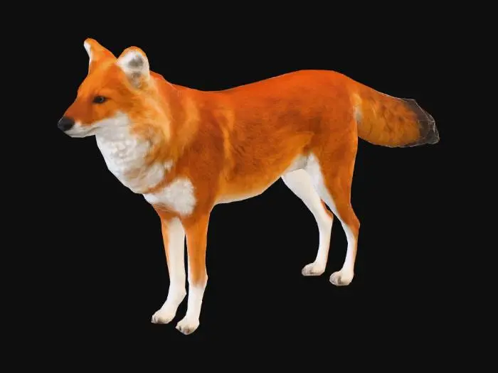 3D model for Dhole