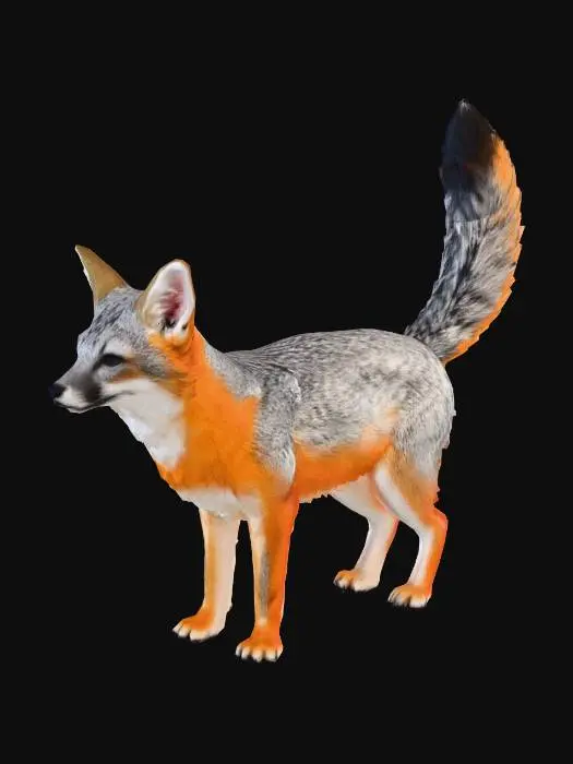 3D model for Island_Fox