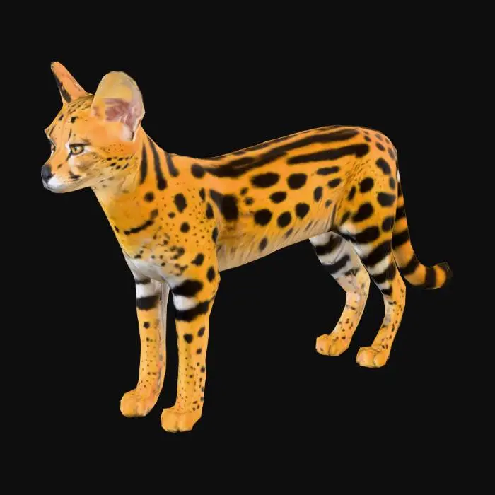 3D model for Serval