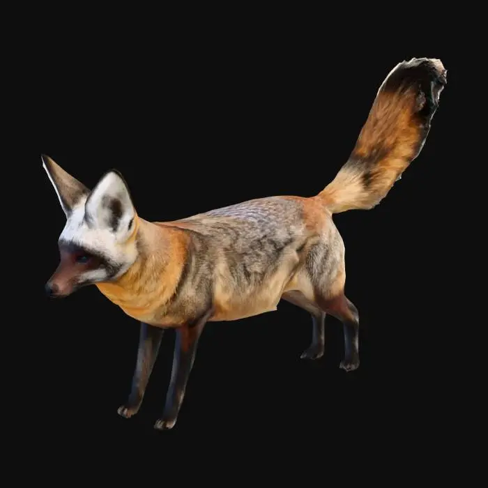 3D model for Bat_Eared_Fox