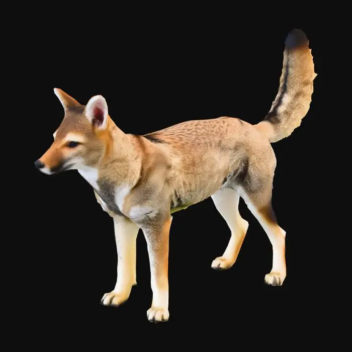 3D model for Pampas_Fox