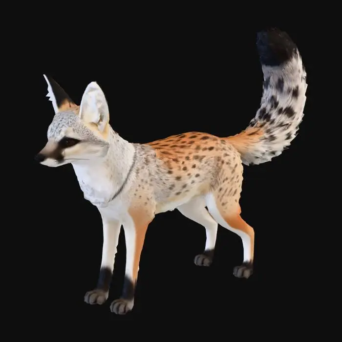 3D model for Bengal_Fox
