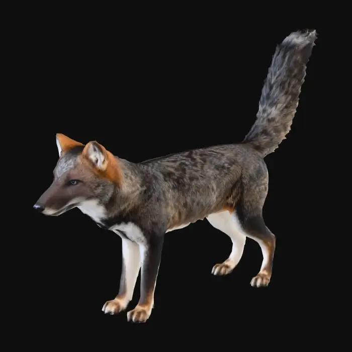 3D model for darwin's fox