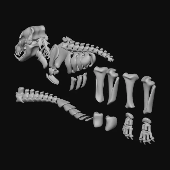 3D model for Skeleton Blueprint