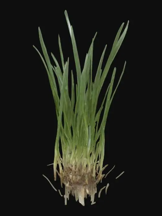 3D model for Fresh Scallions