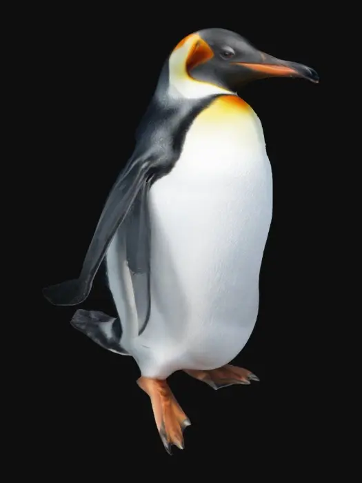 3D model for penguin