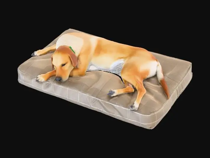 3D model for Sleeping Retriever