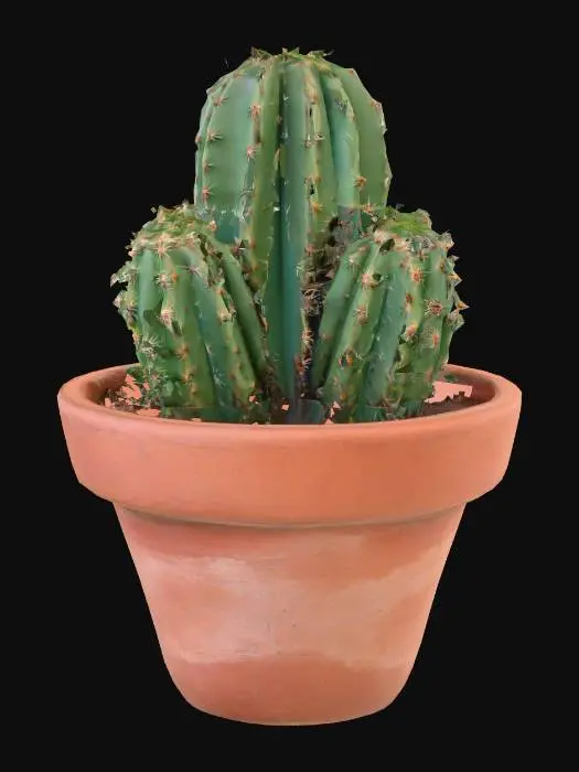 3D model for Green Cactus
