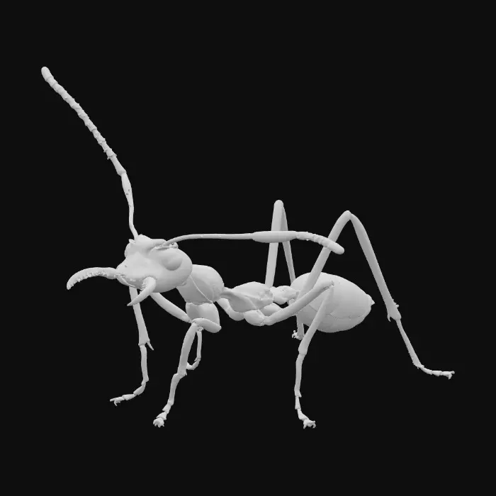 3D model for Ant on a poop