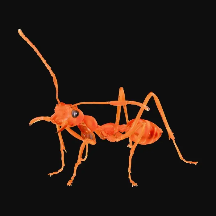 3D model for Ant on a poop