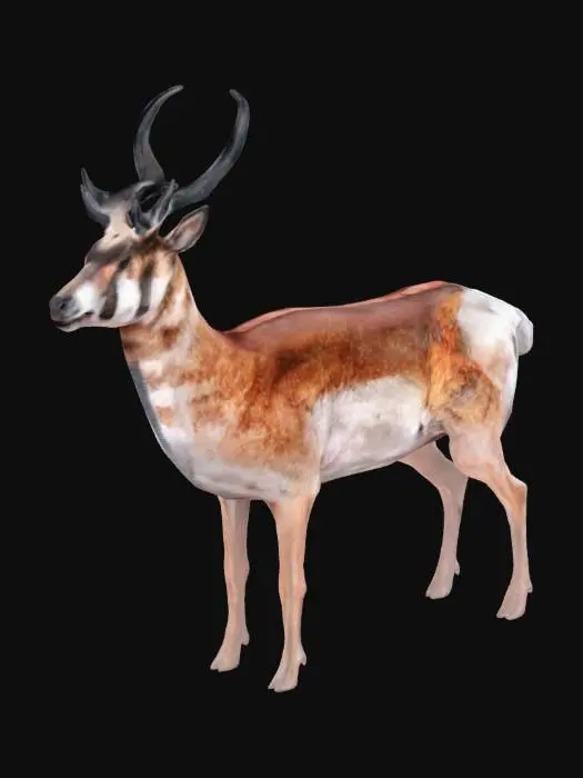 3D model for Pronghorn