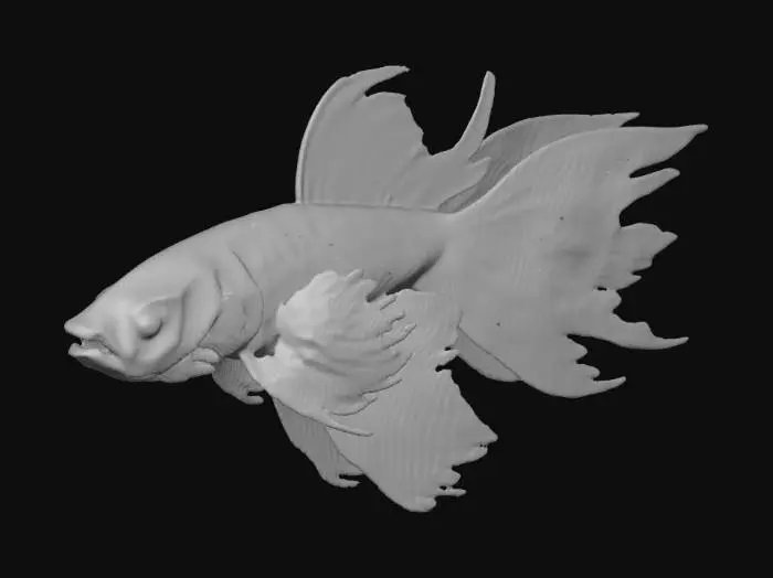 3D model for A magnificent male Betta fish with a vibrant, flowing body. Its scales, a mosaic of iridescent sapphire and deep crimson, shimmer with an almost metallic sheen, transitioning smoothly across its athletic form. The fins are an extravagant display: a long, sweeping caudal fin, a delicate dorsal fin, and two elegant pectoral fins, all translucent and finely veined, displaying gradients of fiery orange, electric blue, and deep violet. Each fin edge is gracefully feathered, giving a luxurious, silken texture to its aquatic silhouette.