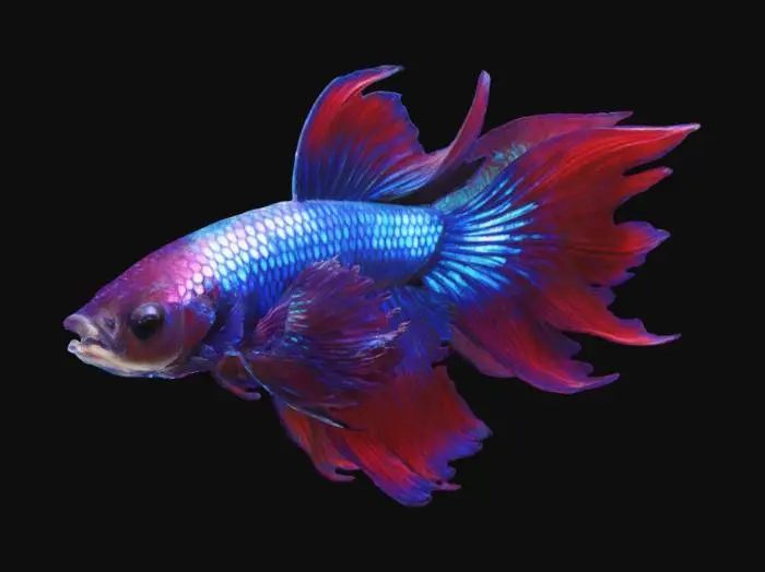 3D model for A magnificent male Betta fish with a vibrant, flowing body. Its scales, a mosaic of iridescent sapphire and deep crimson, shimmer with an almost metallic sheen, transitioning smoothly across its athletic form. The fins are an extravagant display: a long, sweeping caudal fin, a delicate dorsal fin, and two elegant pectoral fins, all translucent and finely veined, displaying gradients of fiery orange, electric blue, and deep violet. Each fin edge is gracefully feathered, giving a luxurious, silken texture to its aquatic silhouette.