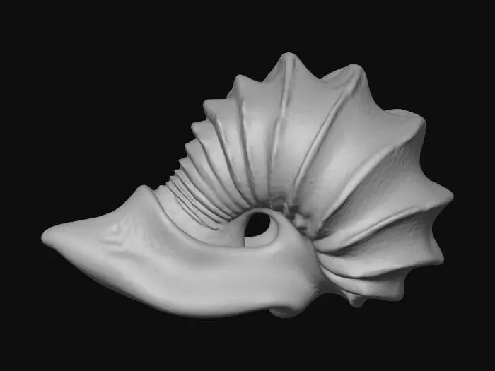 3D model for Rainbow Seashell