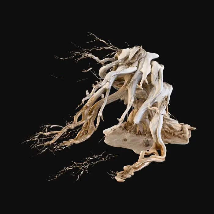 3D model for Whispering Roots