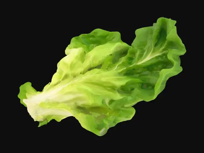 3D model for a cutesy and yummy single piece of lettuce 