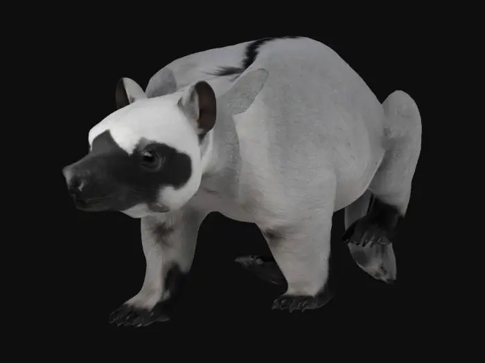 3D model for A Weird bear-like Mammal from southeast asia, quadruped, long snouted, symmetry, long-tailed
