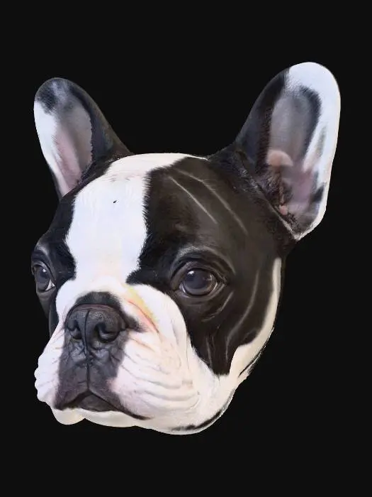 3D model for Bulldog Portrait
