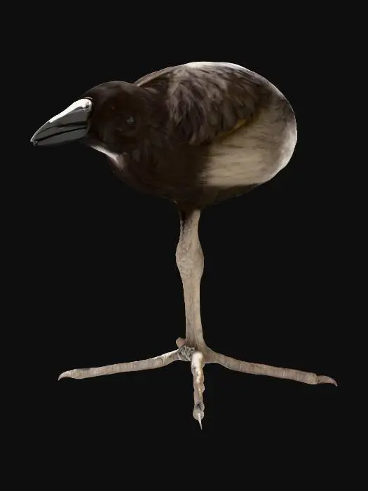 3D model for crow on one leg