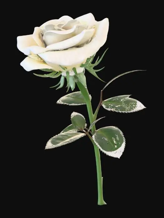 3D model for Ultra realistic, Ultra detailed, 4k,
A single long strem white rose that didn't came to  blossom yet.
#rose #flower #nature #symbol of loneliness