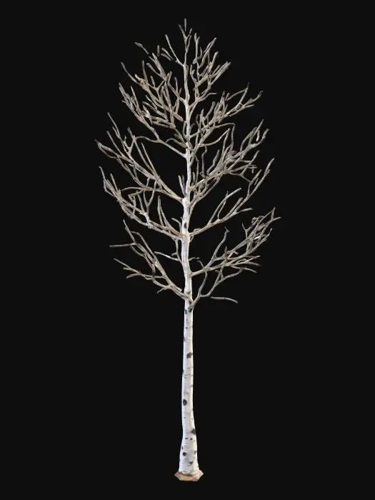 3D model for make an birch tree without leaves