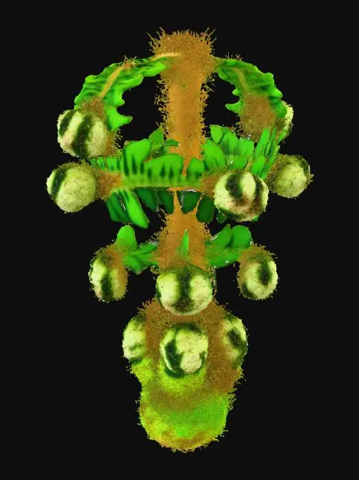3D model for Fern Buds Unfurling #Thanksgiving#