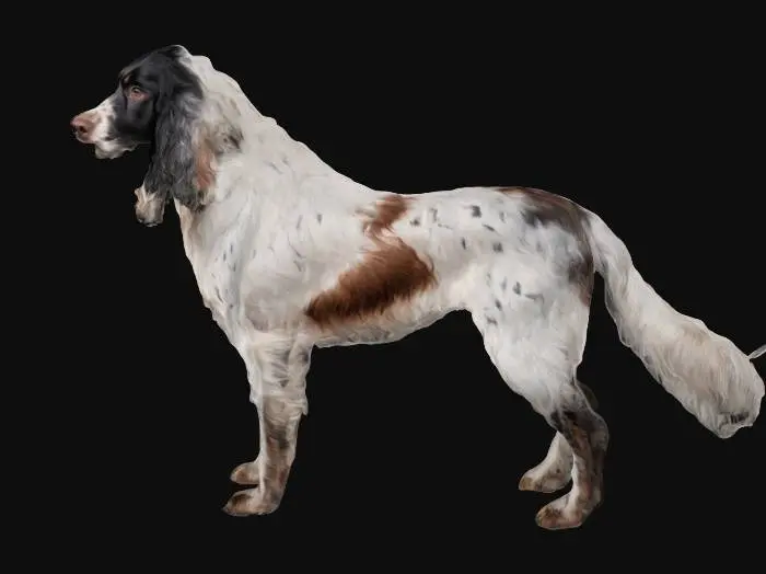 3D model for English setter, black white and brown colors. long hairs on legs and tail. cute