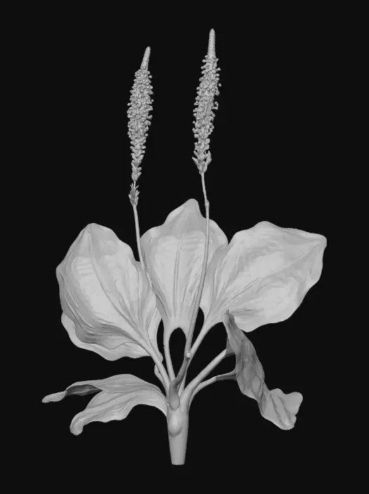 3D model for Plantain Illumination