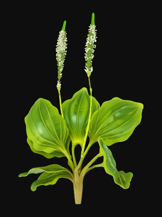 3D model for Plantain Illumination