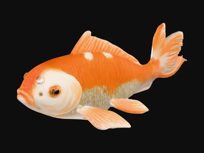 3D model for Goldfish Illustration