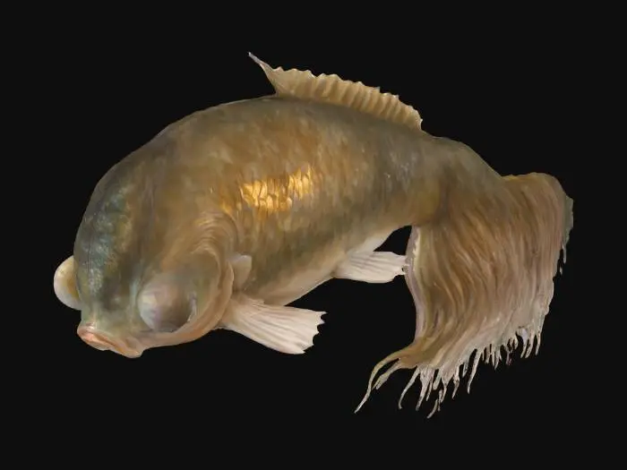 3D model for Bubble Eye Goldfish Illustration