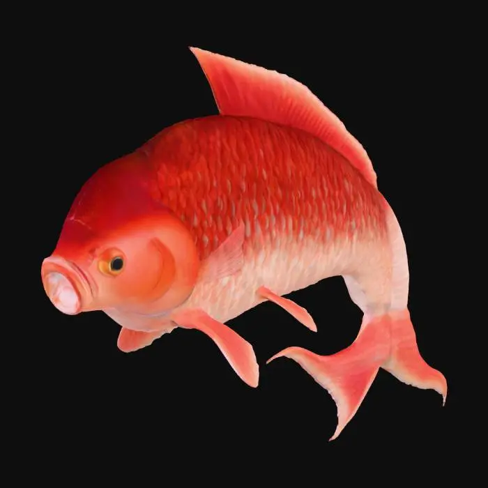 3D model for Scarlet Carp Illustration