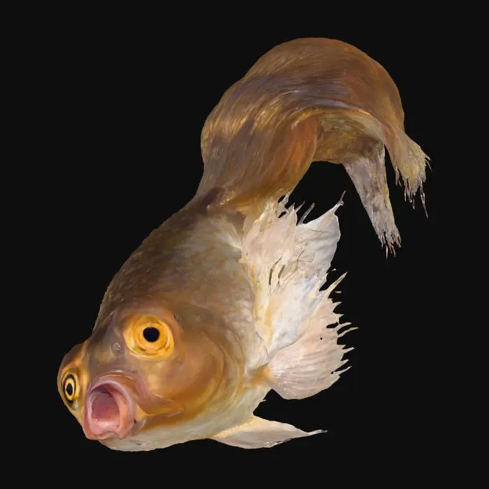 3D model for Fantail Goldfish Illustration