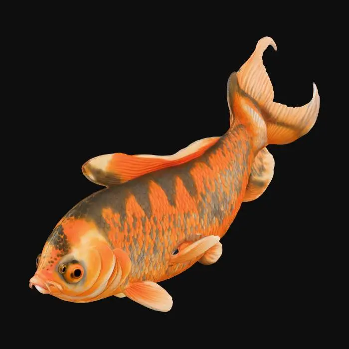 3D model for Golden Carp Illustration