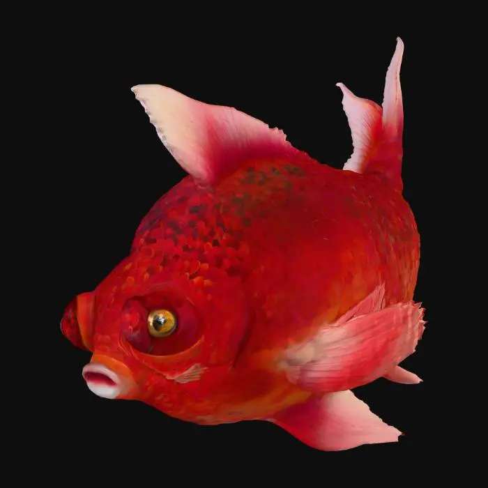 3D model for Melancholy Goldfish